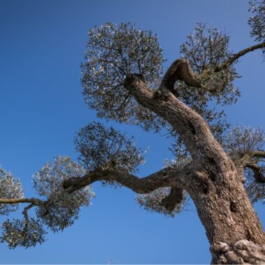 Arbre vue du dessous