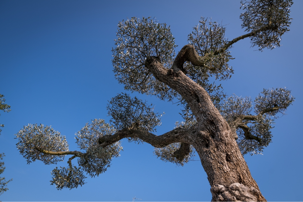 Arbre vue du dessous