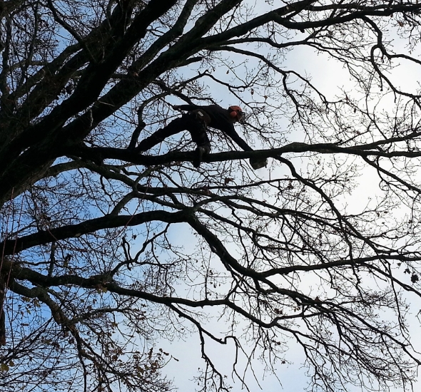 Élagage de branches d'arbre