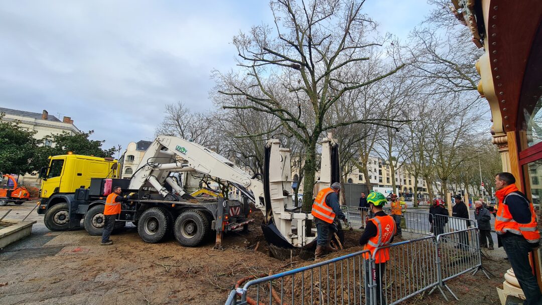 Transplantation d'un arbre en centre ville