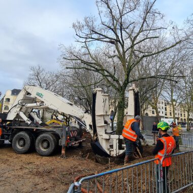 Transplantation d'un arbre en centre ville