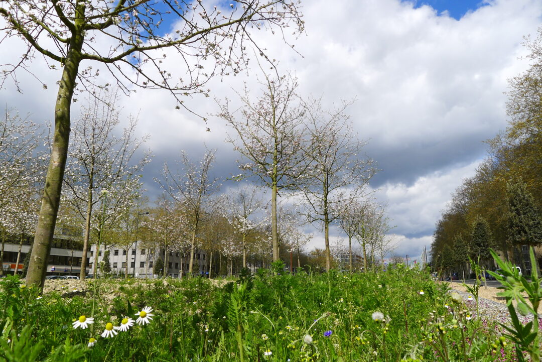 Trottoir avec plantations