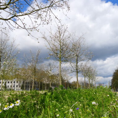 Trottoir avec plantations