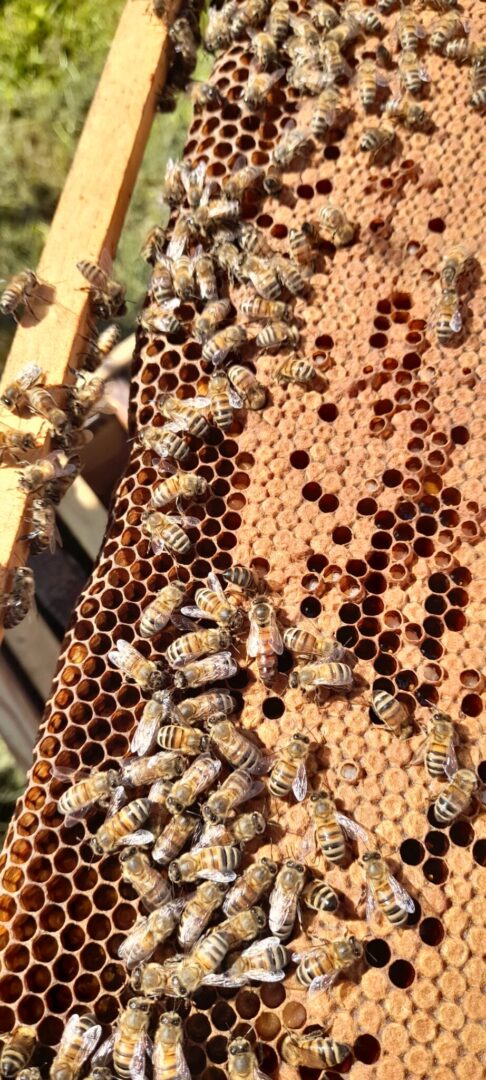 abeilles sur leur ruche créant des alvéoles